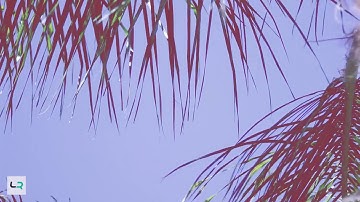 Still Untitled 3 (music video)