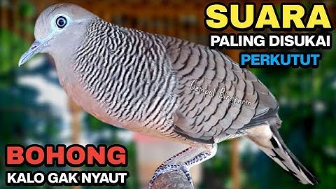 Perkutut Lokal Gacor Suara Paling Ampuh Untuk Pancingan Burung Perkutut Agar Bunyi