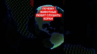 ПОЧЕМУ ЖИВОТНЫЕ ЛЮБИТЬ СЛУШАТЬ КОРАН?