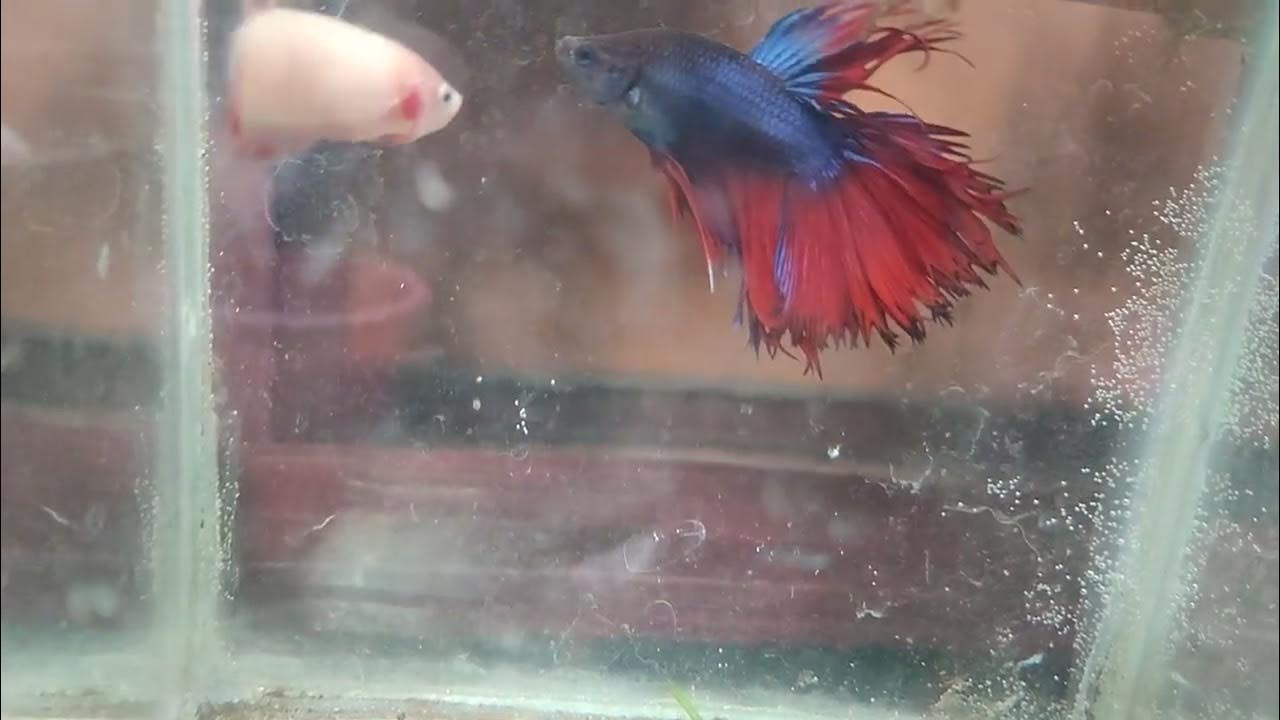fighting fish tap water Betta fish YouTube