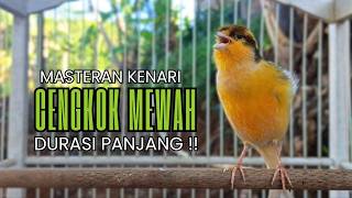 Cukup 5 Menit! Suara Pancingan Kenari Ngerol Panjang Ampuh Atasi Kenari Diam Cepat Gacor & Emosi!