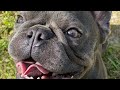 French Bulldogs Funny Moments & Fails Compilation #10 французский бульдог приколы