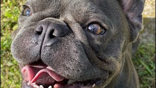 French Bulldogs Funny Moments & Fails Compilation #10 французский бульдог приколы French Bulldogs Funny Moments & Fails Compilation #10 французский бульдог приколы