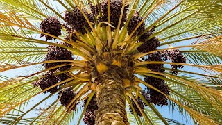 Date palm Tree (Phoenix dactylifera)