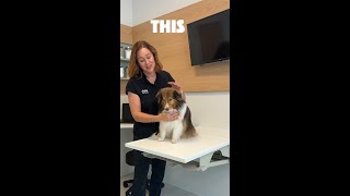 *searches adoptable Shetland Sheepdogs near me. *searches adoptable Shetland Sheepdogs near me.