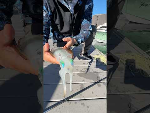 Yaradan ne güzel yaratmış 🦑