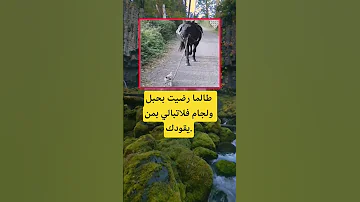 طالما رضيت بحبل ولجام فلاتبالي بمن يقودك اكسبلور الله لايك 100 ترند اقنباسات معلومات تيك توك 