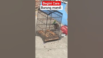 CUCAK RANTING MANDI #birds #shorts #cucakrantinggacor