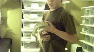 Butter Ball Python