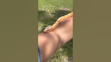 One Of My Future Breeders #boaconstrictor #snake #boa #snakes #reptile #albino #animal #wildlife
