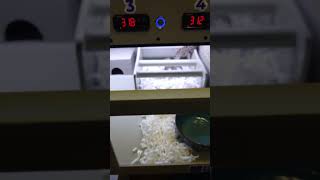 Ethical rack (terrarium) system by Future Terra: UVB, misting, top heating, glass front and division