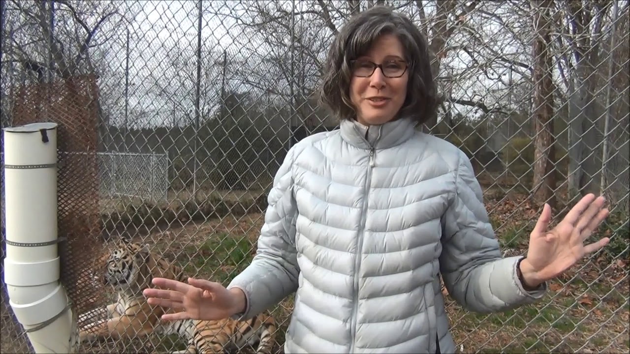 Holiday memories at Carolina Tiger Rescue - YouTube