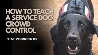 How to Teach your Service Dog the “Crowd Control” task | That Working K9