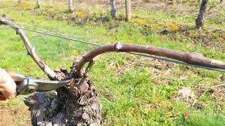 How to prune Pinot Noir vines