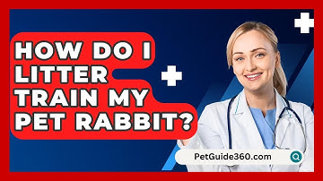 How Do I Litter Train My Pet Rabbit? - PetGuide360.com