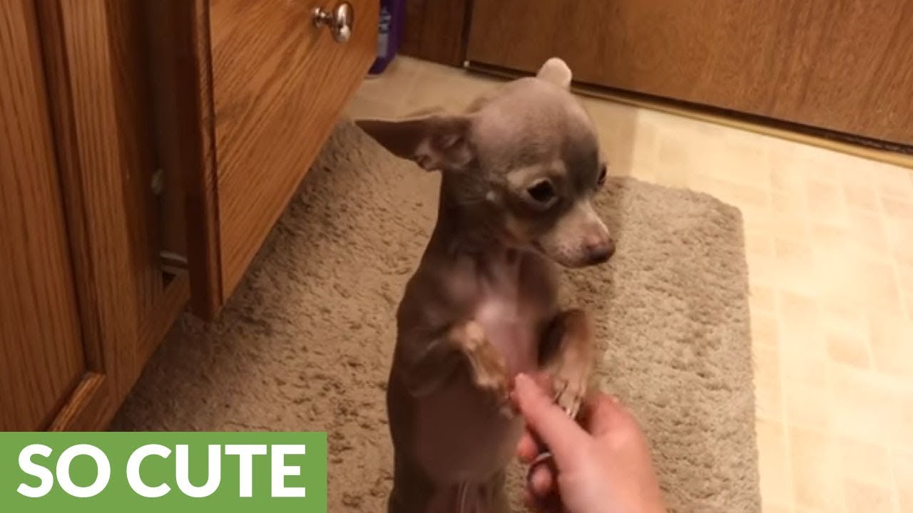 Polite chihuahua sits upright for belly rubs YouTube