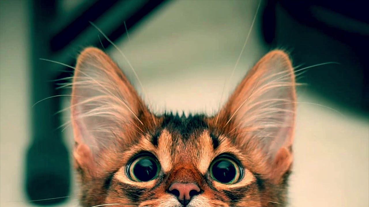 PET & LOVE - YouTube