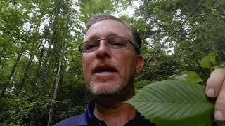 Fifteen Minutes in the Forest: Tree ID in the Piedmont Part 1