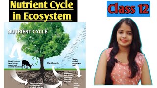 Nutrient Cycle | Ecosystem class 12 Biology chapter 14 |  @BiologyPathshala