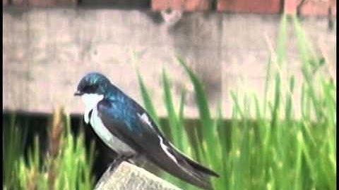 Tree Swallow resting