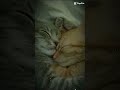 acerola por vc #gatos #gatosfofos #cat