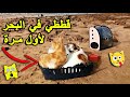 ردة فعل قططي في البحر🤣 خائفة 😱 لحضات ممتعه و مضحكة 🐈🐾