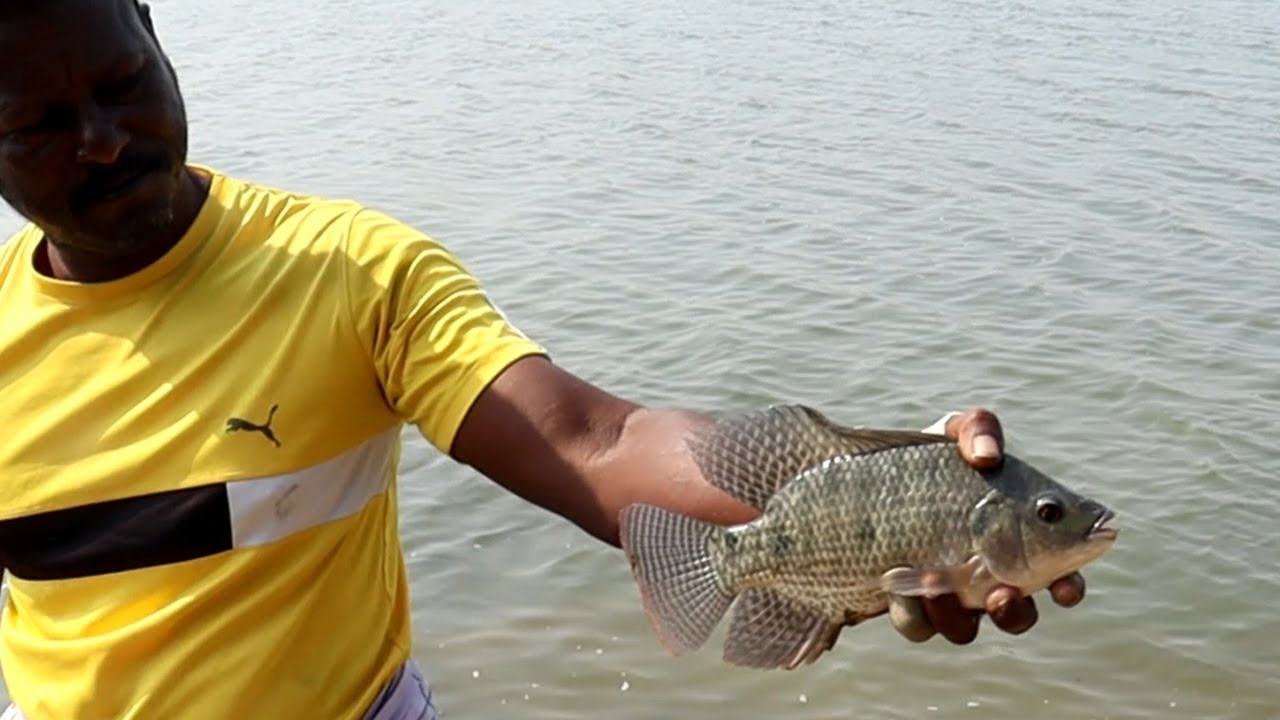 Tilapia fish Fishing in River using Worm YouTube