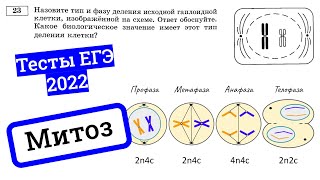 Митоз – деление клетки. Разбираем тесты ЕГЭ по биологии 2022