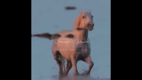 سورة العاديات بصوت فارس عباد - حلات واتس اب