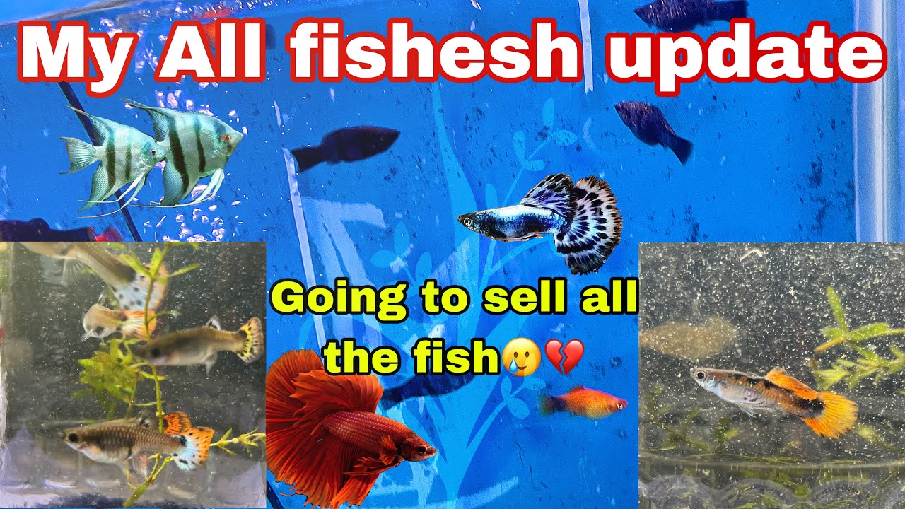 All my guppy fishes Update 🐠🐠||  