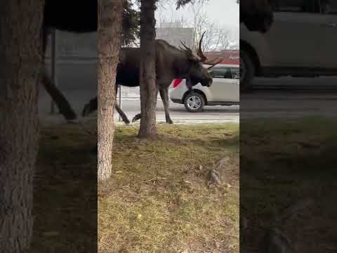 HUGE MOOSE ! Downtown Anchorage Alaska.