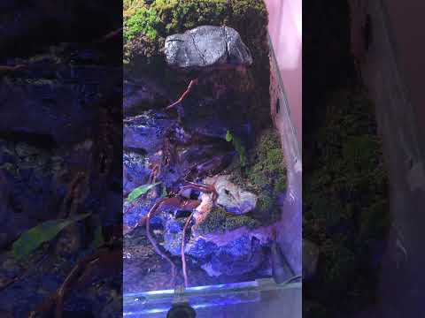 PALUDARIUM