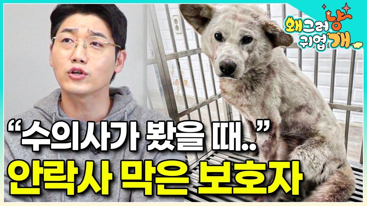 “기적은 있는 것 같아요” 살려야겠다는 일념 하나로 안락사 직전의 개를 데려온 보호자 ㅣ#왜그러냥귀엽개