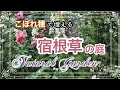 《宿根草で庭づくり》初心者さん必見！こぼれ種でも増える丈夫な春咲き宿根草12種をご紹介！