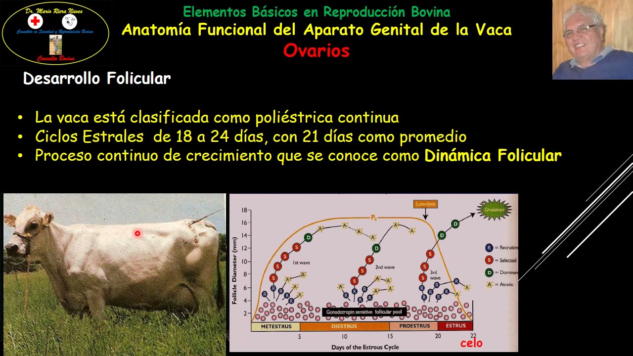 Anatomía Funcional del Aparato Genital de la Vaca Parte 1 Ovarios