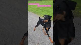 dog meets cows for first time #Doberman #belladonnathedoberman  #donnapoweredbycreativity