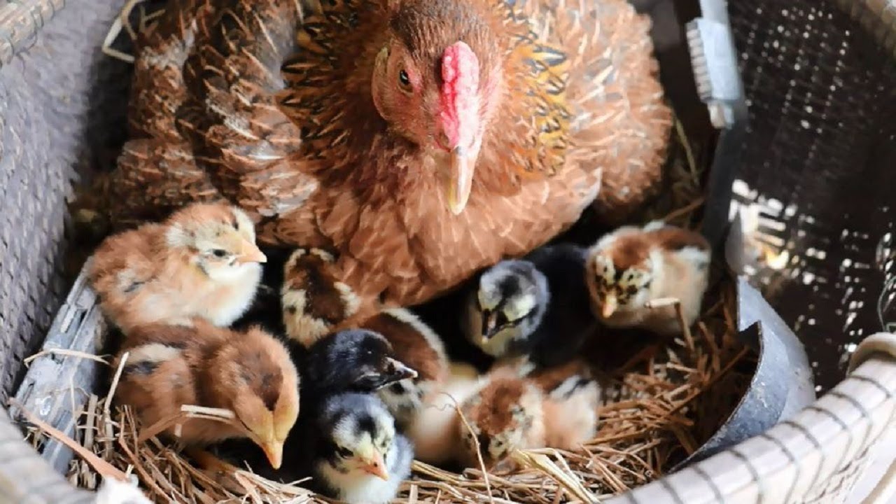 Baby Chickens with Mother Hen Sound
