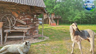 Переночевали с женой на дубах.Трактор шумный, но без него никак. Расскрылось кто убивал наших утят!