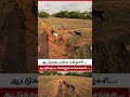 மாலை நேர ஆடு மேய்ச்சல் 🐐🌾 | மனதை குளிர்விக்கும் கிராம காட்சி | Evening Aadu Meichal Vlog #viral