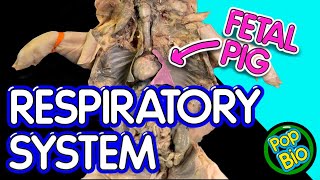 Respiratory System Fetal Pig Dissection Anatomy Compared to 3D Model (HD Quality)