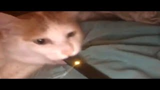 Don't try to resist funny memes V7