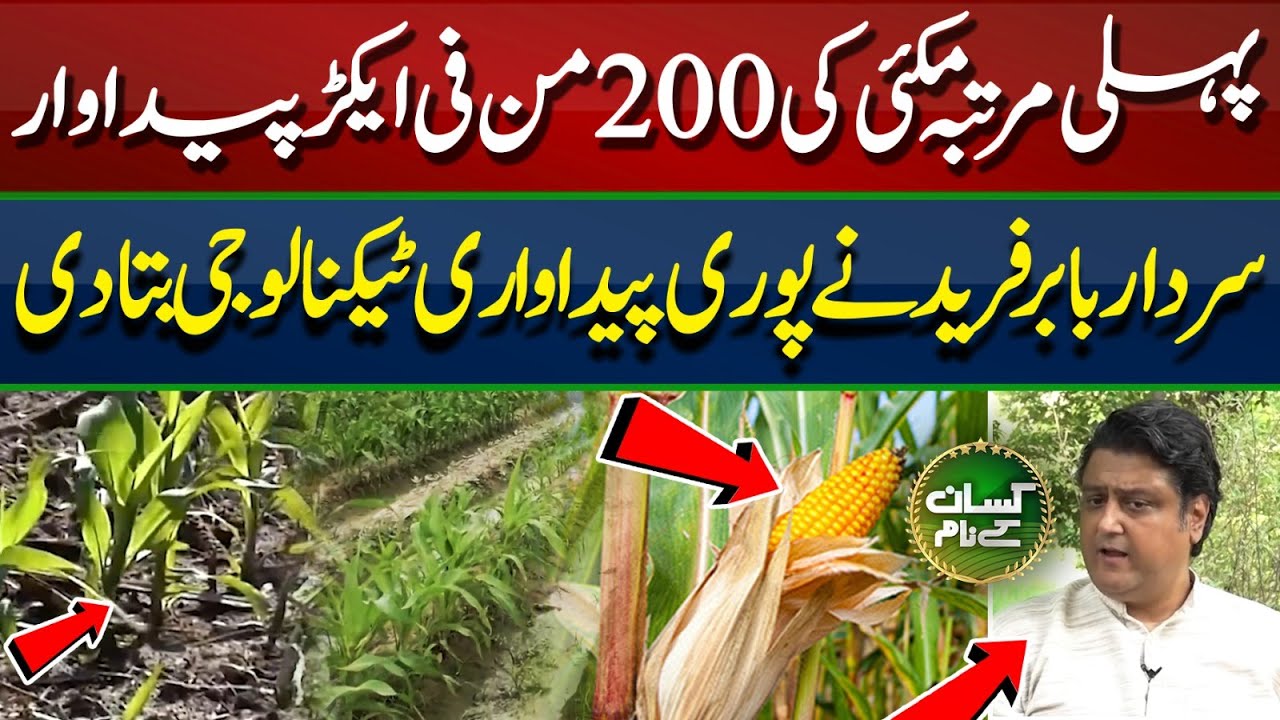 How sardar Baber is getting 200 mound per acre maize yield? | Kissan Kay Naam | EP66