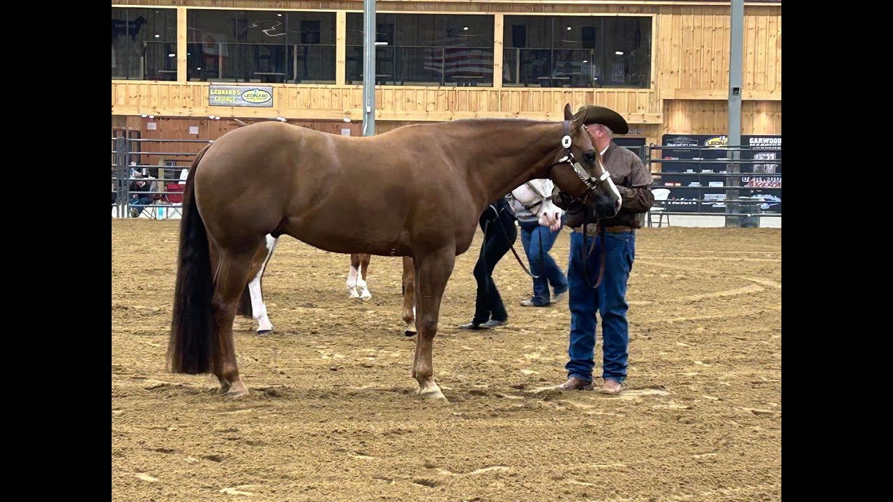 Half In Half 2016 AQHA / APHA / PtHA Gelding. - YouTube