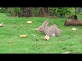 CAT TV for Relaxation • Calming Birds &amp; Nature Sounds for Cat Anxiety