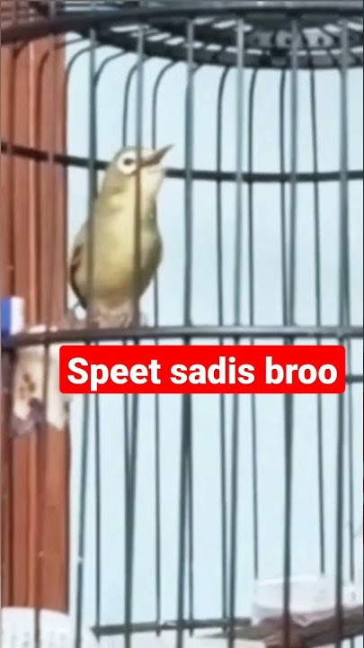 CIAK CIAK JOSS PER DETIK SPEED BARU || JUARA PENERUS GURUN UNTUNG BER BER