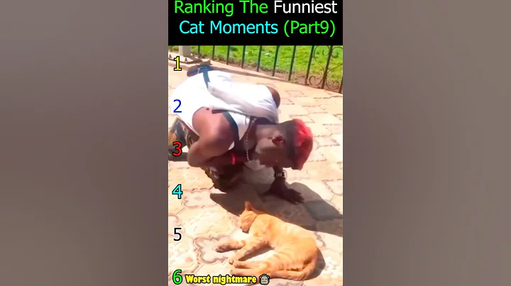 Video 11839411: hilarious cat fails compilation, funniest cat fails, laugh funniest cats, loud cat, funnycats