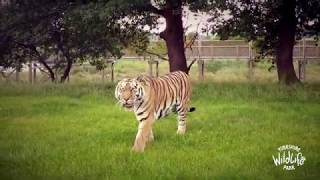 Yorkshire Wildlife Park from Above: a Virtual Safari from the Sky