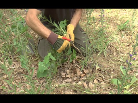 Vidéo: Viper's Bugloss Flower - Où et comment faire pousser la Viper's Bugloss Plant