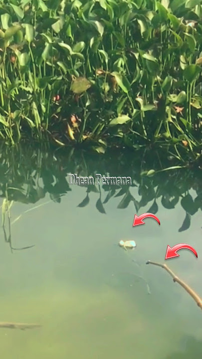WOW UMPAN JATUH LANGSUNG DI SAMBAR IKAN BABON#Shorts#Mancingikan