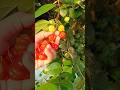 PETIK BUAH DEWANDARU #shorts #shortvideo